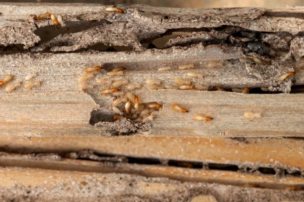 Best Termite Control Services  in Westlake Village, CA